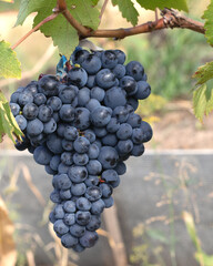 bunch of ripe red wine grapes at harvest time.  Grape growing and wine making concept.