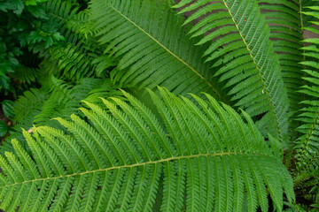 Nature fern leaf background. Flat lay. 