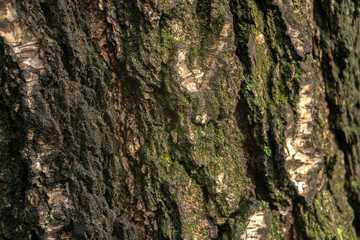 Tree bark texture, natural background