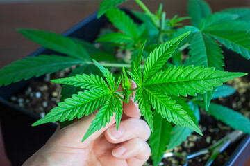 Woman's Hand Holding Cut Top of Cannabis Plant from Topping Pruning Technique to Break Apical Dominance	