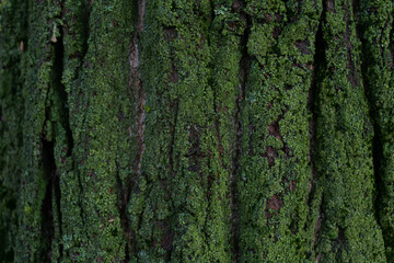 Tree bark texture, natural background