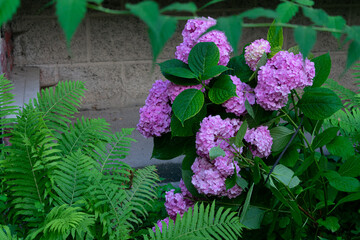 Lilac flowers on a branch, natural background of leaves and flowers