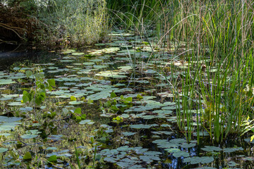 Parque Natural del Cañón del Río Lobos, Soria, Comunidad Autónoma de Castilla, Spain, Europe