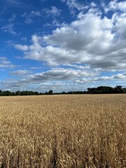 Field of wheat and blue sky background