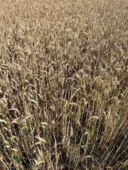 golden wheat on the field, wheat background