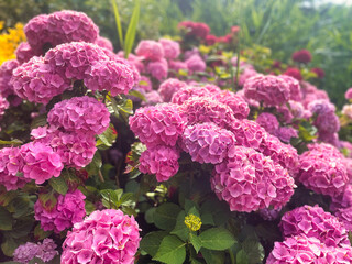 hydrangea flowers in pink