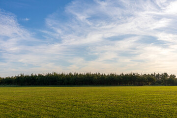 芝生の広場、林と青い空と白い雲