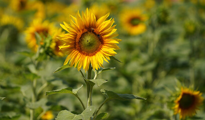 sunflower field in sunny day