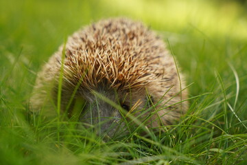 Hedgehog in the garden in the backyard.