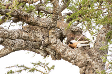 Leopard Resting on a Tree in Masai Mara Game Reserve of Kenya.