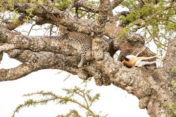 Leopard on A Tree in Serengeti National Park of Tanzania