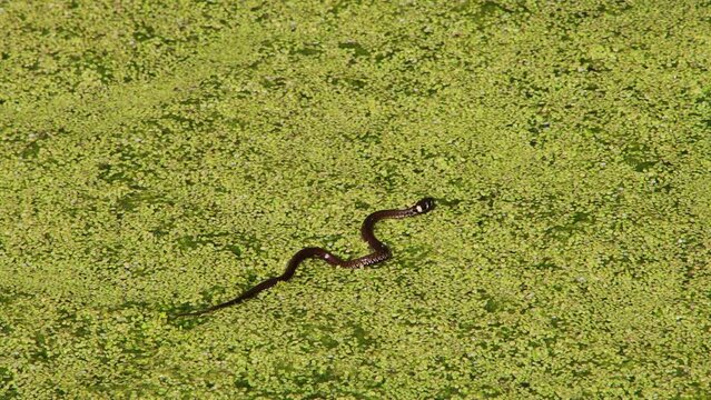 Young grass snake swimming in a pond covered with duckweed, natrix natrix or Ringelnatter