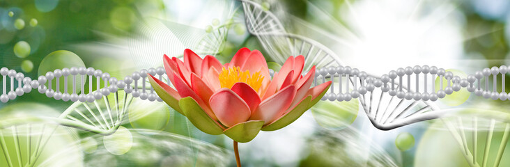 3D image of DNA chains and lotus flower image