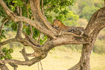 Fototapeta na wymiar Leopard Resting on a Tree in Masai Mara Game Reserve of Kenya.
