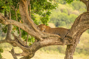 Fototapeta na wymiar Leopard on A Tree in Serengeti National Park of Tanzania