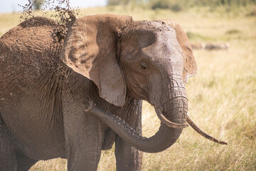 Elephants in Masai Mara Game Reserve of Kenya