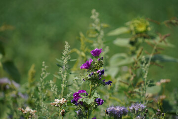 purple and pink on a flower