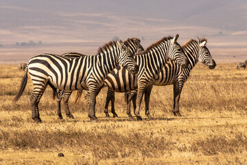 Fototapeta na wymiar Zebra in Serengeti National Park of Tanzania.