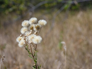 Отцветшие aster flowers in a field on an autumn day. Close-up.
