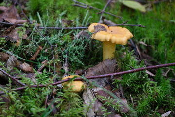 Collecting chanterelle mushroom in the forest. chanterelle in moss with green background. Food.