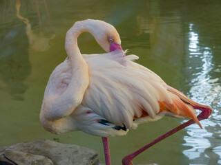 A pink flamingo cleans its feathers on the shore of a pond, in a zoo enclosure. Ukraine, Kharkiv