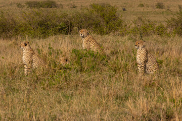 Cheetahs in Masai Mara Game reserve of Kenya