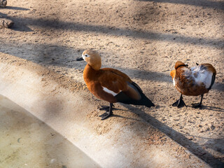 Chinese ducks next to an artificial pond in the zoo enclosure. Ukraine, Karkiv - obrazy, fototapety, plakaty