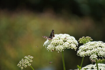 Summer meadow with many insects bees butterflies bumblebee that are busy fertilizing and colorful flowers