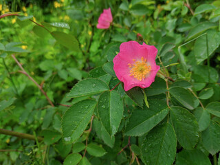 Beautiful rosehip flowers on a green bush, with drops on the leaves after rain, summer day.