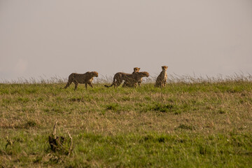 Naklejka na ściany i meble Cheetahs in Masai Mara Game reserve of Kenya