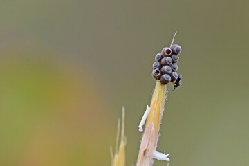 Zwei winzige Wespen (Scelionidae) an Eiern einer Baumwanze (Pentatomidae) - obrazy, fototapety, plakaty