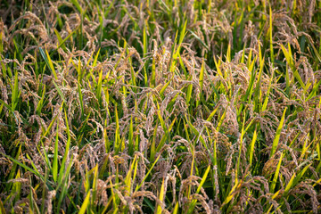 刈り取り前の黄金色の稲田
