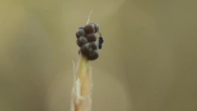 Zwei winzige Wespen (Scelionidae) parasitieren an Eiern einer Baumwanze (Pentatomidae)