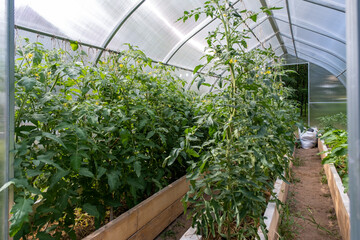 Tomatoes bloom in the greenhouse. Bright yellow flowers on tomato plants. Tomatoes of different varieties