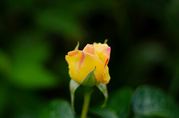 Tea Rose in garden. Beautiful rose in the sunshine. Orange pink yellow flower bouquet close up. Yellow garden tea rose on a bush in a summer garden.