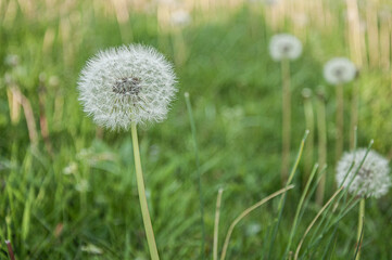Close up of dandelions in grass