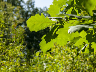 Fototapeta na wymiar Oak leaves, translucent by the sun, in the park, on a sunny day. Close-up