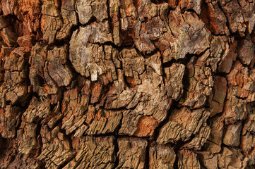 Tree bark texture