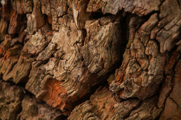 Close up of rough tree bark texture