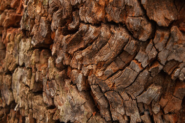 Tree bark texture background