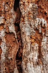 Textured tree bark