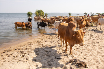 Cows Drinking Water From Lake Victoria of Tanzania
