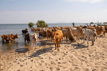Cows Drinking Water From Lake Victoria of Tanzania