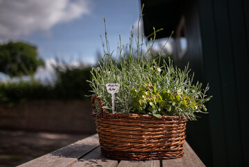 garden herbs in the basket