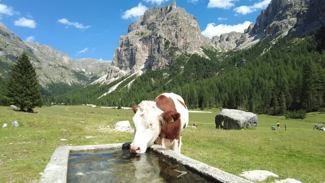 Mucca al pascolo in Vallunga che beve, Val Gardena, Ortisei, Selva, Alto-Adige, Italia