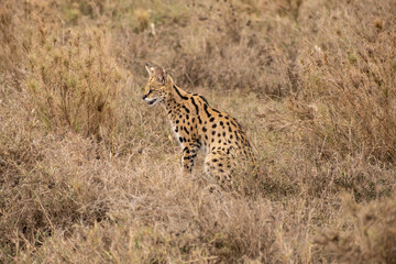 Cerval watching for the hunt in Serengeti National Park of Tanzania