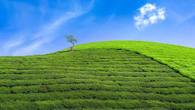 Landscape of tea hills in Long Coc, Phu Tho province, Vietnam.