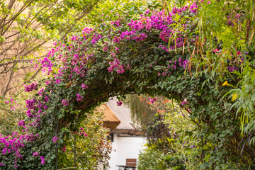 Arch made from bougainvillea in Tanzania