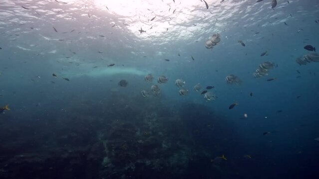 Under Water Film from Thailand - a   school of Batfish swimming by the camera close to the ocean surface