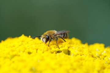 Wild bee collects nectar on the yellow flower of  yarrow, Achillea filipendulina. Insect close-up.
